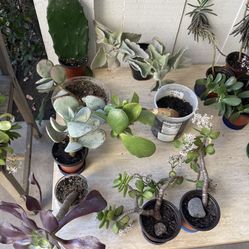 A Lot Of Plants For Sale In La Mesa! 🌹🌸🍀