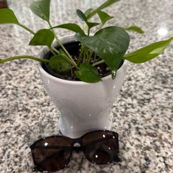 Pothos Plant 