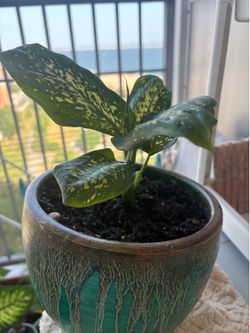 Home plant
