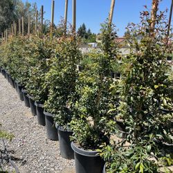 Privacy Hedges