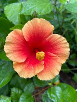5 Gallon Size- Hibiscus- Rose Bushes- Bougainvillea- Boxwood - Ficus- Oleander- Jasmine- Bird of Paradise