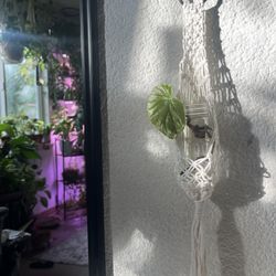 Macrame Plant Propagation hangers 