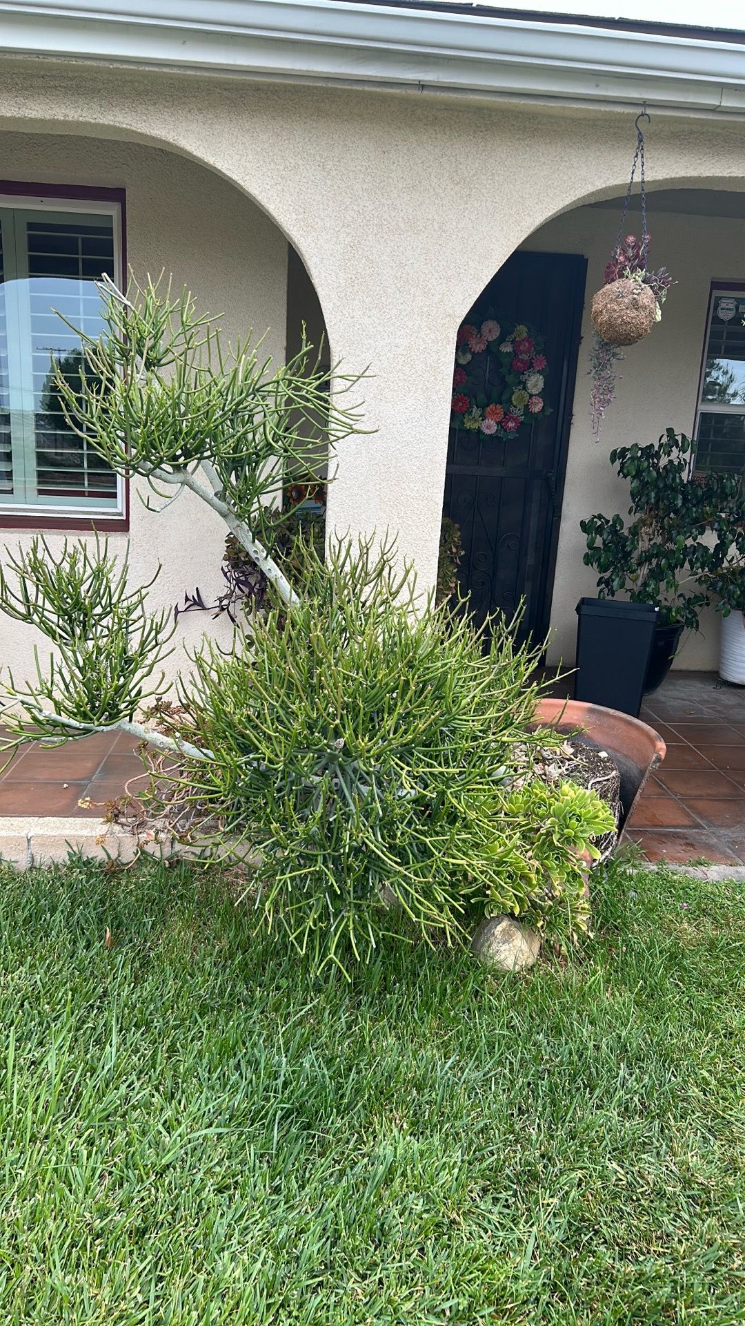 Free plant