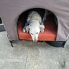 El Perro 