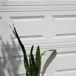 Planta de Espada de San Jorge.  Snake Plants