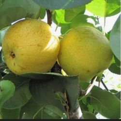 Shinseiki Asian Pear