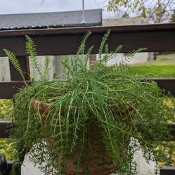 Yarrow 