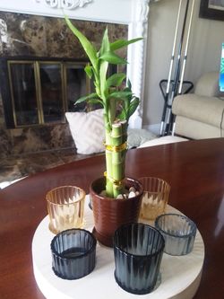 Lucky Bamboo