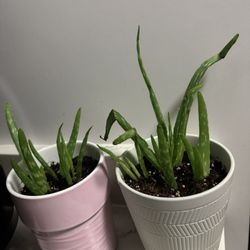 2 ceramic pots with several aloe vera plants, both for $10