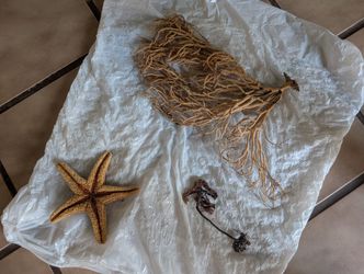 Various Sea Fans And Sea Starfish