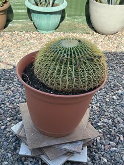 Golden Barrel Cactus 🌵 16”+ Wide
