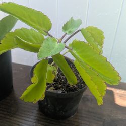 Kalanchoe Pinnata (Leaf Of Life) Plant