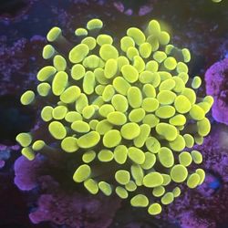 Gold Hammer Display Decor