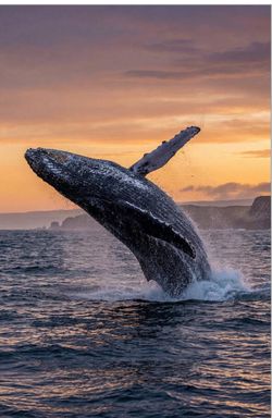 San Diego Whale watching 4 people 3 hour cruise