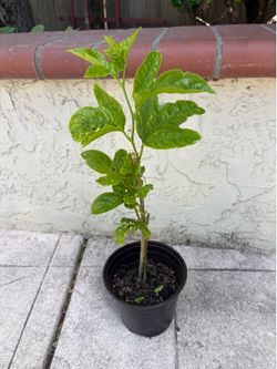Passion Fruit seedling (purple)