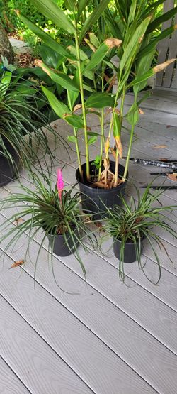 Tillandsia Cyanea pink quill