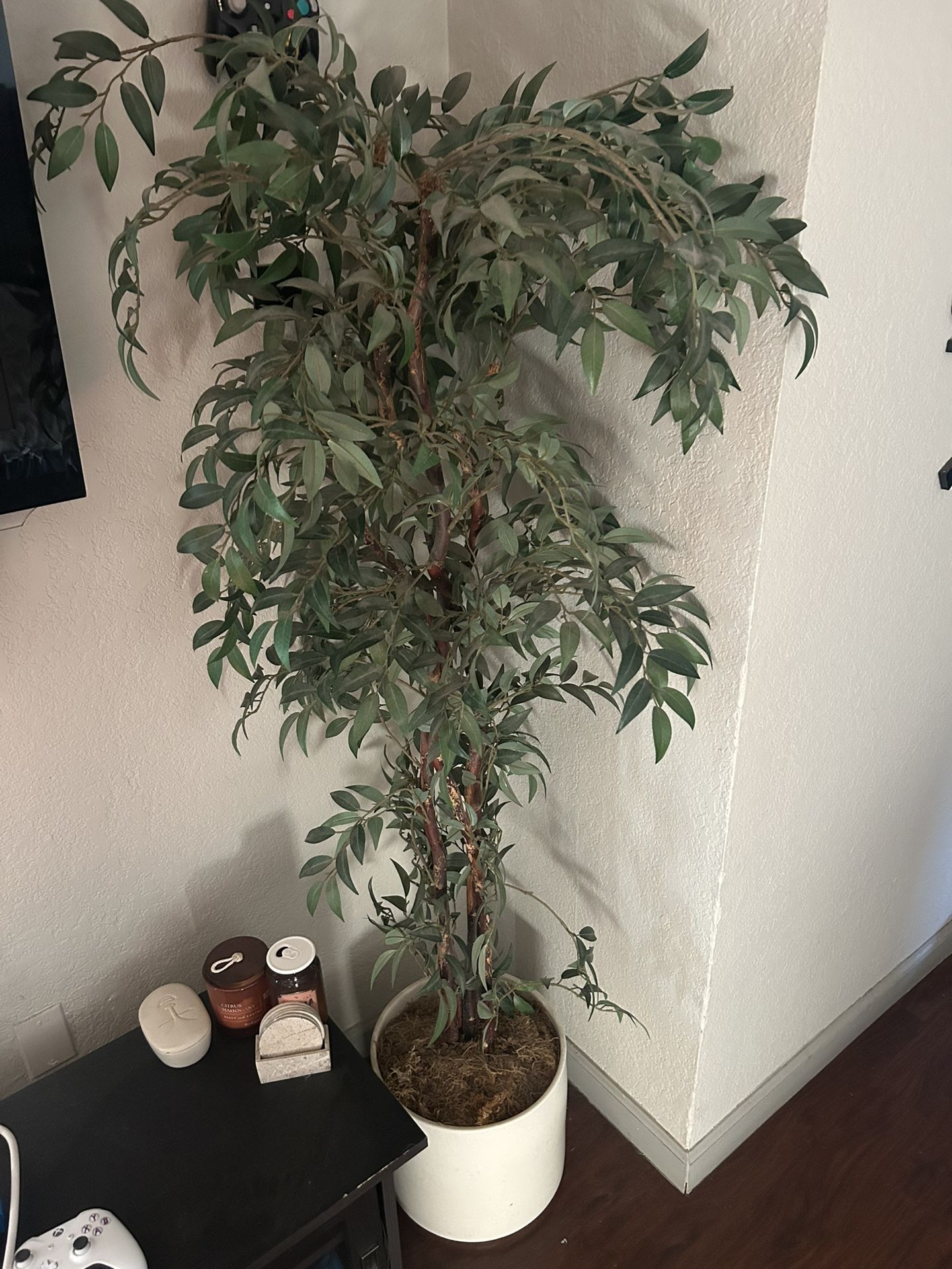 Large Decorative Indoor Plant