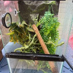 Reptil Tank 