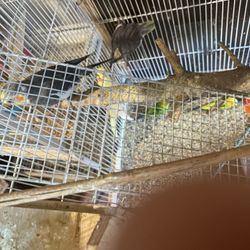 Cage , parakeets and cockatoos