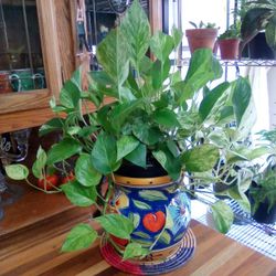 Marble Queen Pothos