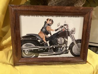 Bulldog Biker Picture