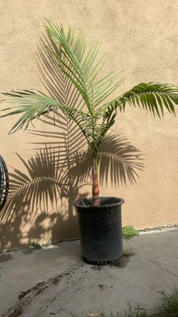Palma Quin Lista Para Plantar