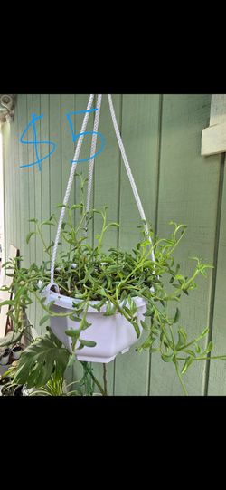 Plant