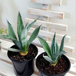 Living Plant 🌱Agave America on 7"H Pot ::: Outdoor ::: $15 Each