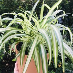 Real Spider Plant Home Decor Planter Indoor Outdoor