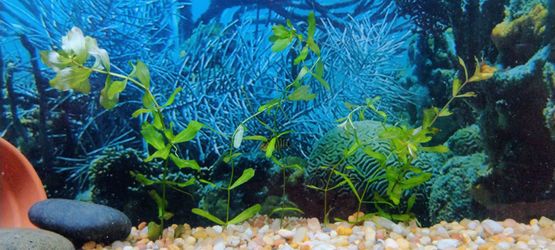 Live Aquarium Plants – Stem Plant Cuttings