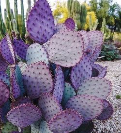 Purple cactus