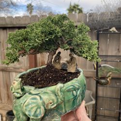 Bonsai Japanese Garden Juniper  $60 Each