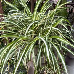 Spider Plant
