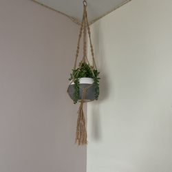 Hanging Plant Decor 