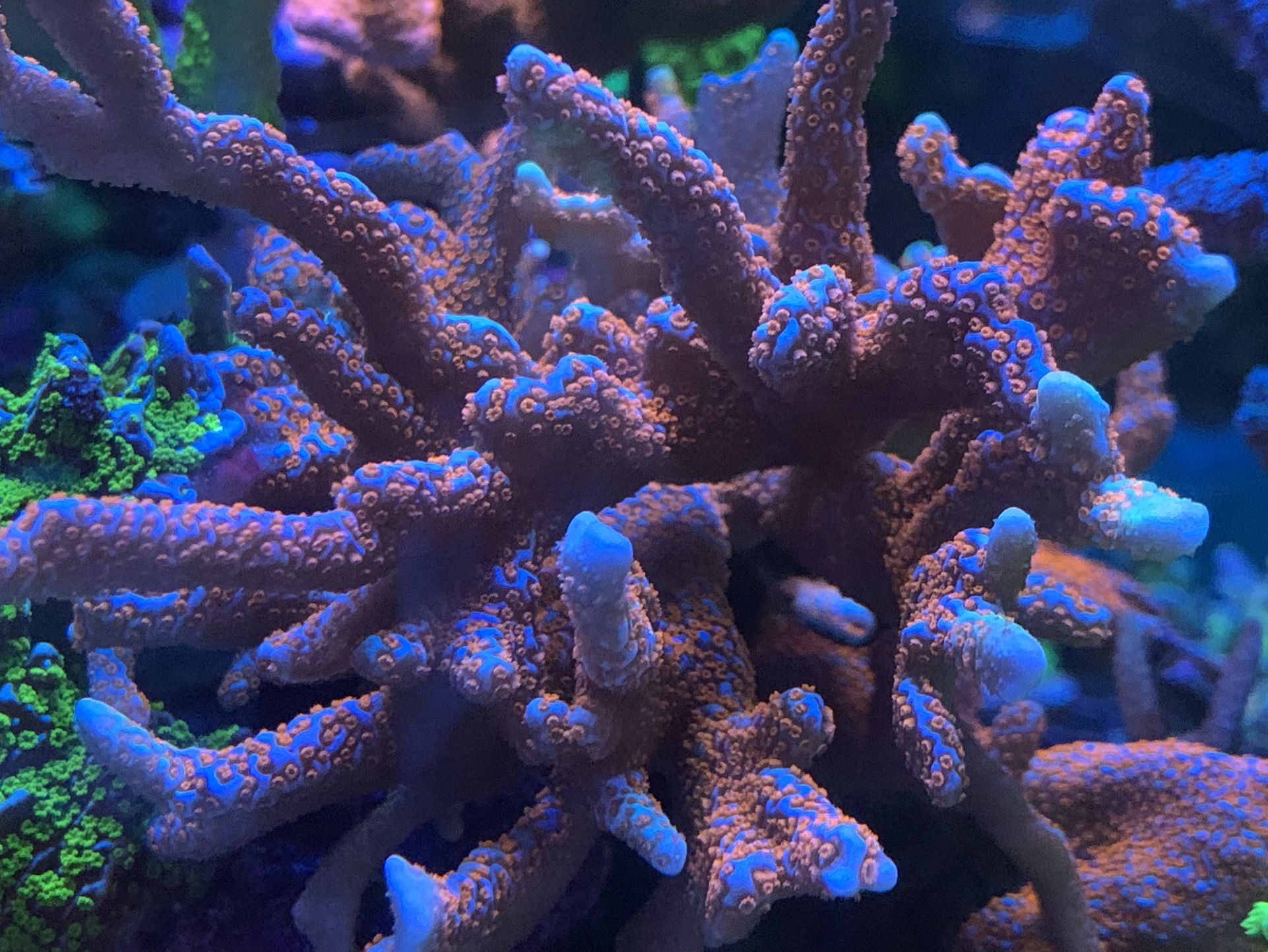 Bubble Gum Digi