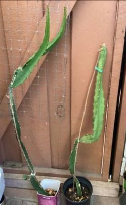 Yellow dragon fruit plants