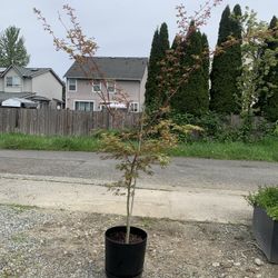 Tree Maple 