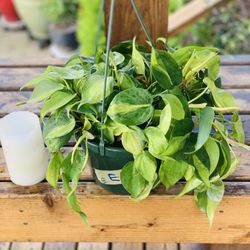 Live Indoor Brasil Cordatum plant in a 8-inch hanging plastic nursery planter pot—firm price