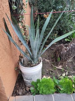 Plant Agave
