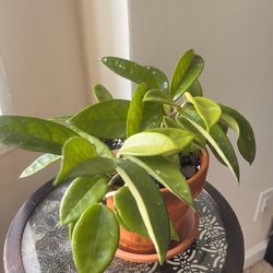 Healthy Hoya Splash in terracotta pot