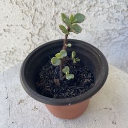 3 Inch Pot Succulent Plant - Portulacaria Afra Variegated - Elephant Bush - Drought Resistant - Established Plant Perfect for Landscaping & Arrangemen