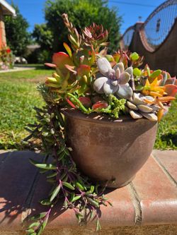 Decoration Suculents Plants Mix