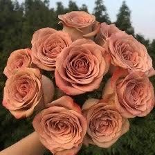 European, Japan rose plants :       Cappuccino 