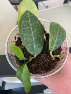Hoya Elliptica