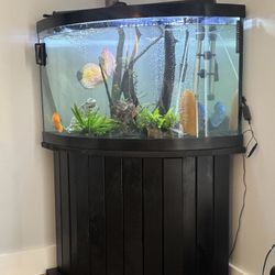 beautiful complete 65 gallon aquarium.