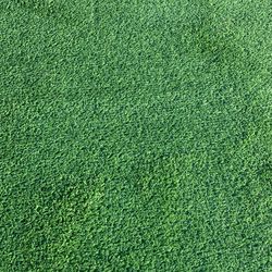 Turf For Sale
