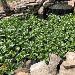Pond Plants 