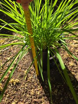 Day lily-$10