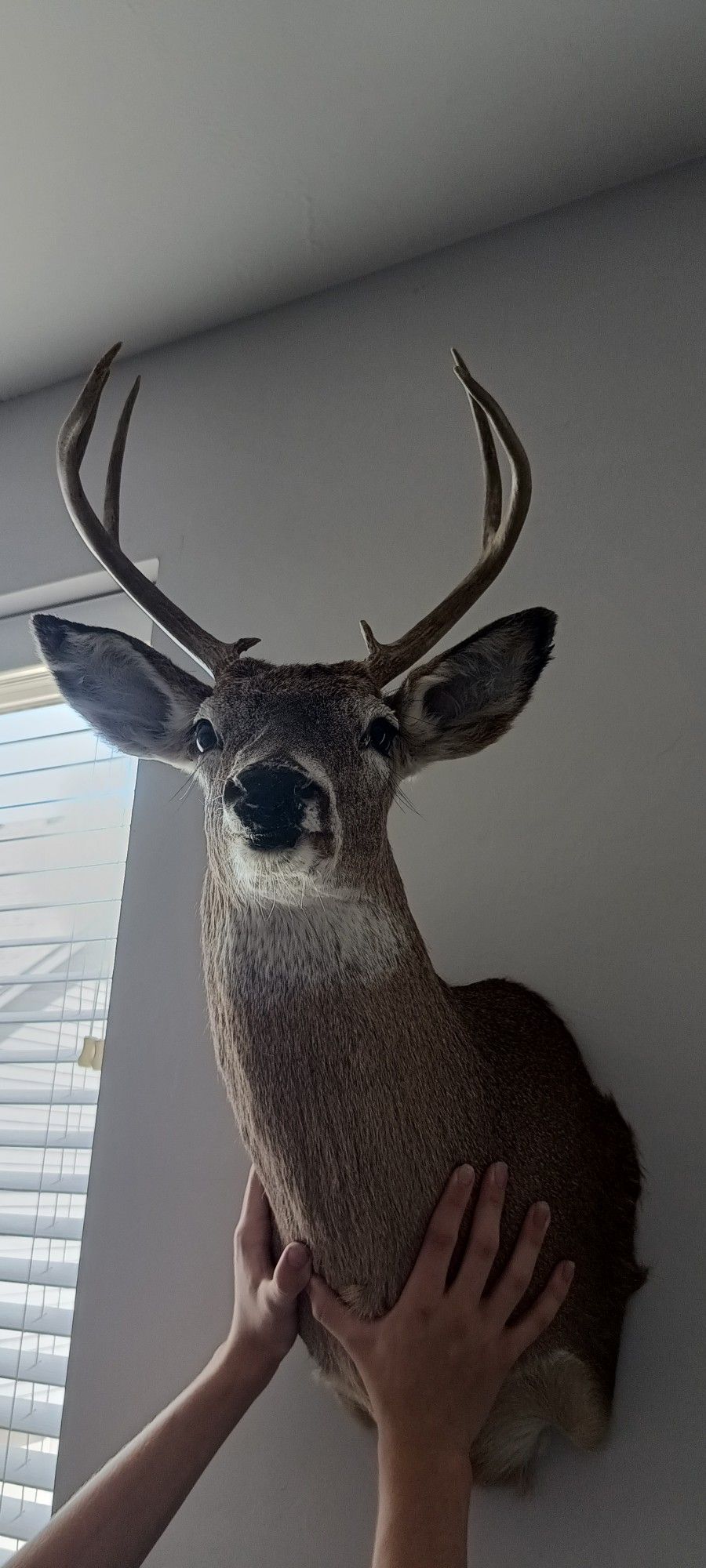 Decorative Deer Mount