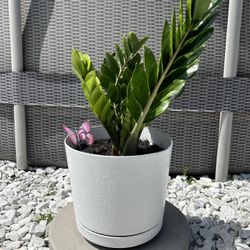 Zamioculcas Zamiifolia (ZZ) Plant - Great for Gifts! / Zamioculcas Zamiifolia (ZZ) Planta - Ideal para Regalos!